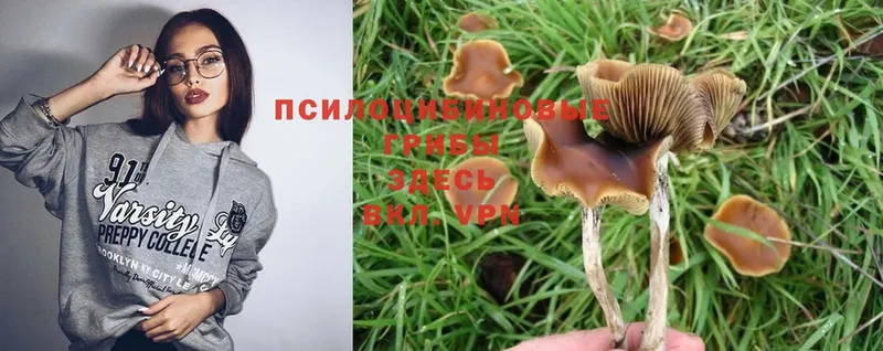 mega как войти  Заозёрный  Псилоцибиновые грибы Magic Shrooms 